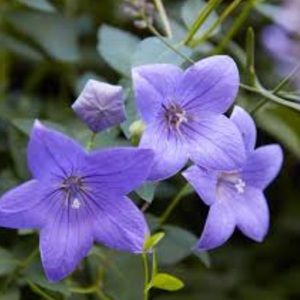 Meet your Posher, Shehima